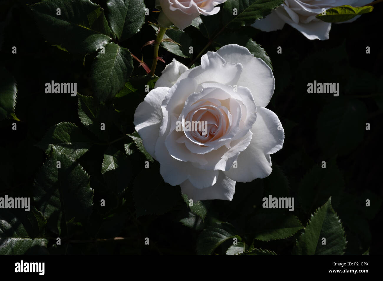 White Bush Rose 'Margaret Merril' ist eine schöne Blume mit starken Duft und genießt den frühen Sommer Sonnenschein. Stockfoto