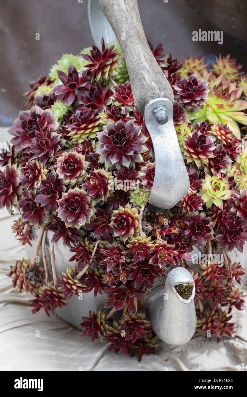 Sempervivum. Hauswurz Anzeige in einem alten Wasserkocher aus Metall eine Blume zeigen. England Stockfoto