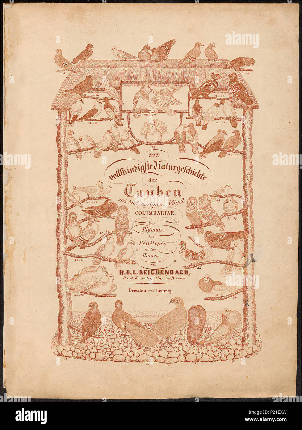 . Columba livia. Zwischen 1851 und 1862 65 Columba livia - 1851-1862 - Drucken - Iconographia Zoologica - Sondersammlungen Universität Amsterdam - UBA01 IZ 18900095 Stockfoto