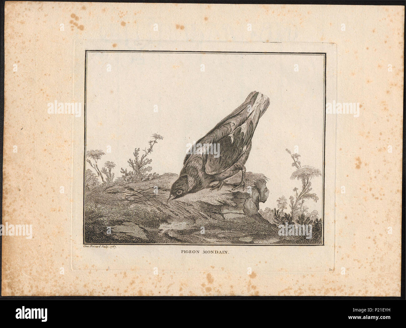 65 Columba livia - 1767 - Drucken - Iconographia Zoologica - Sondersammlungen Universität Amsterdam - UBA01 IZ 18900115 Stockfoto