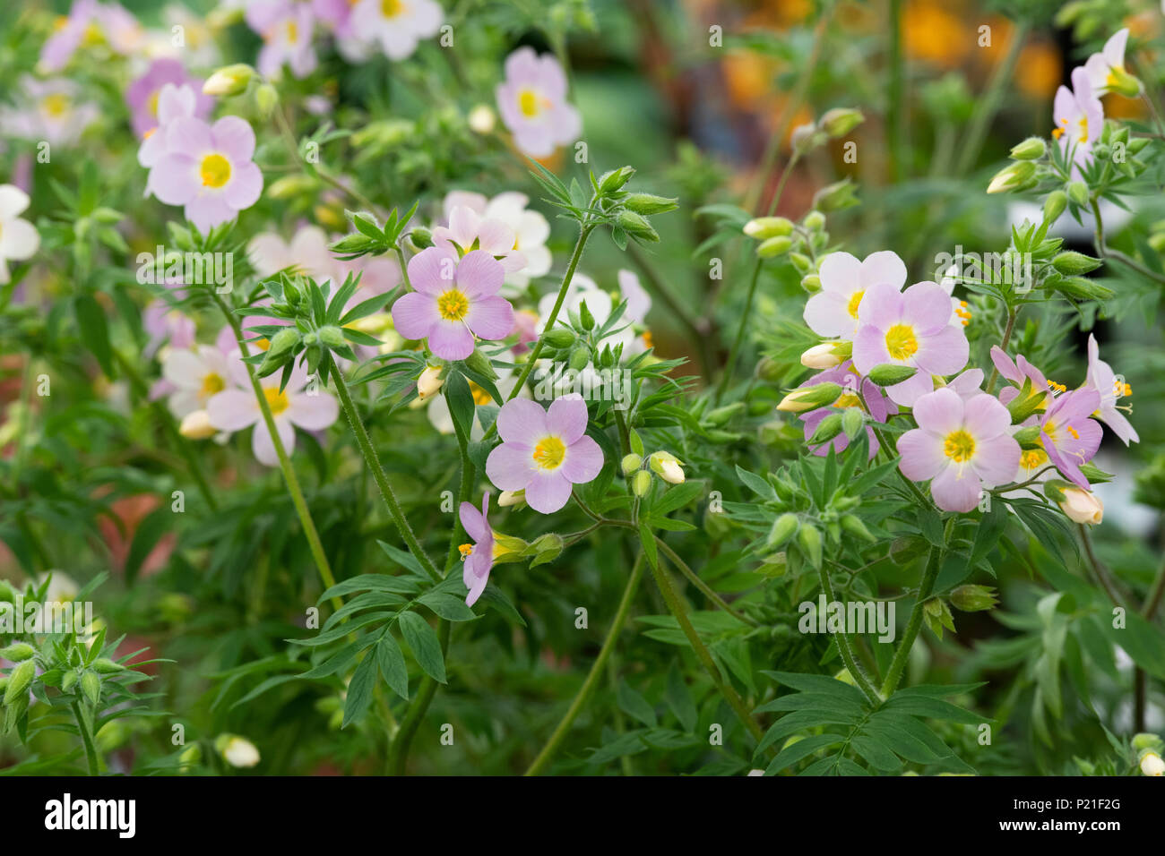 Polemonium caeruleum 'Apricot Delight'. Berg Baldrian' Apricot Delight' Blumen. Großbritannien Stockfoto