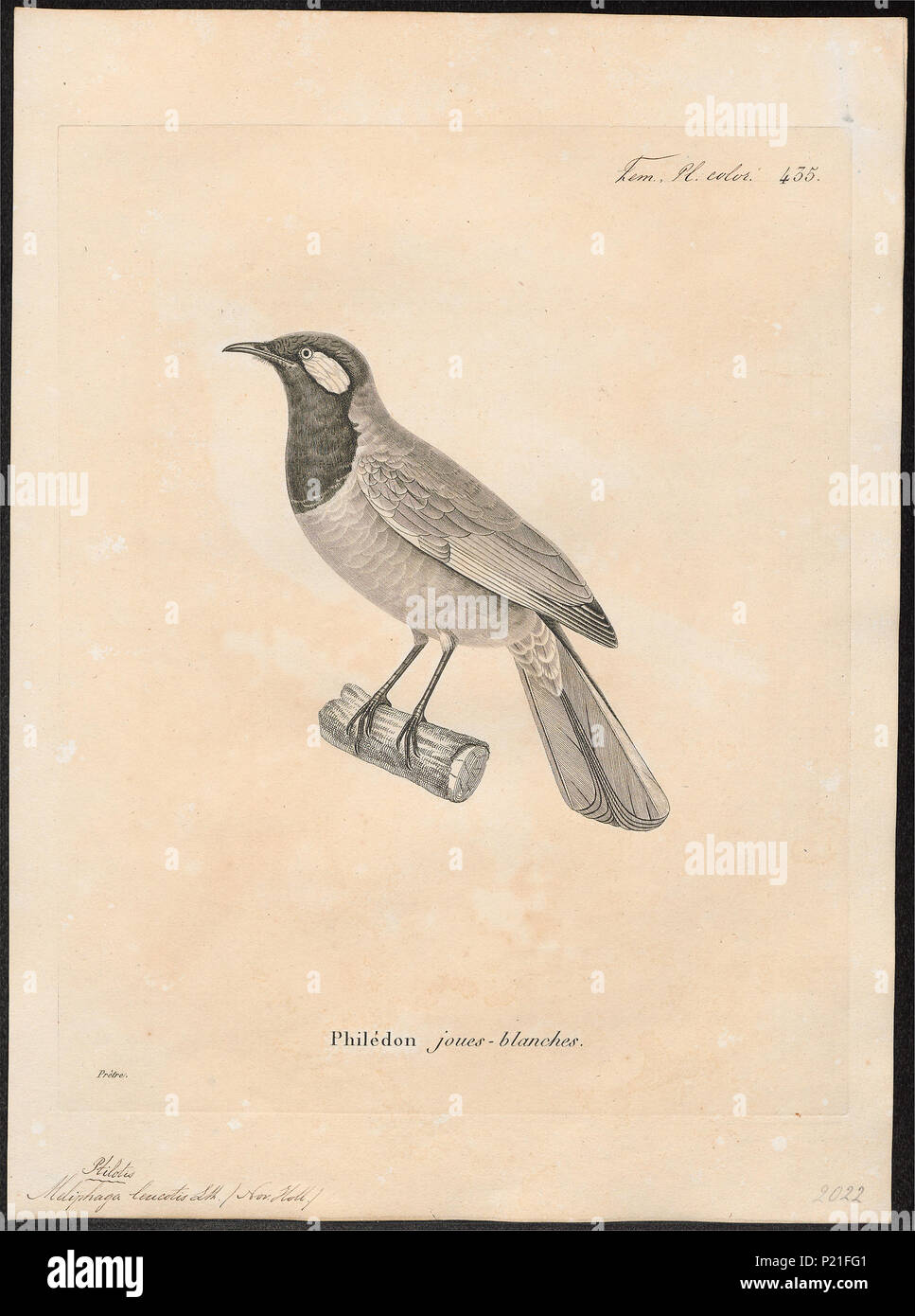 192 Meliphaga leucotis - Drucken - Iconographia Zoologica - Sondersammlungen Universität Amsterdam - UBA01 IZ 19200009 Stockfoto