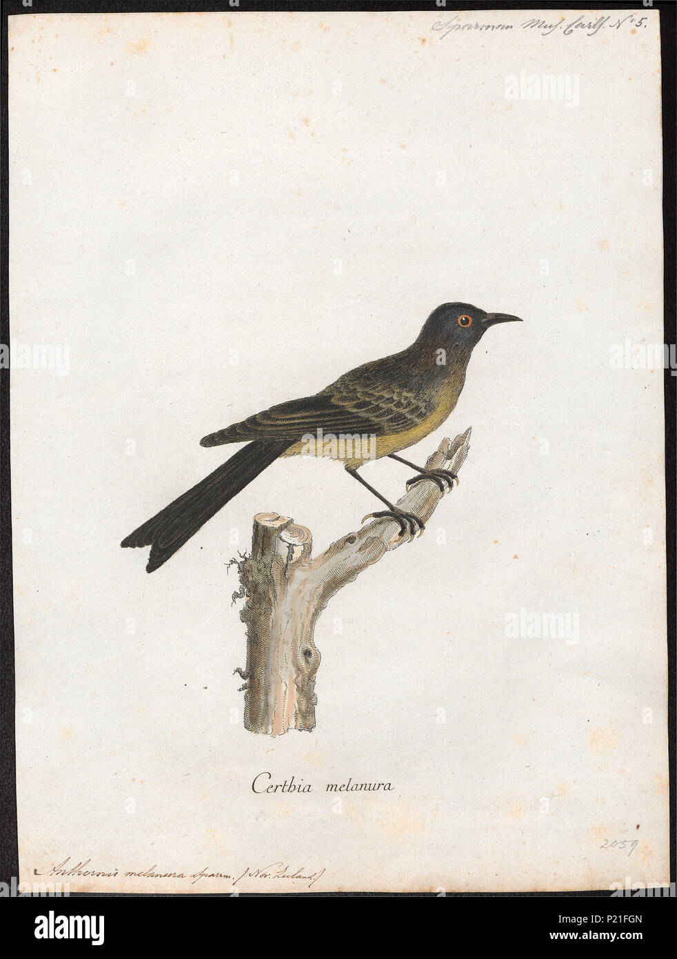 . Anthornis melanura. Zwischen 1786 und 1789 19 Anthornis melanura - 1786-1789 - Drucken - Iconographia Zoologica - Sondersammlungen Universität Amsterdam - UBA01 IZ 19200033 Stockfoto
