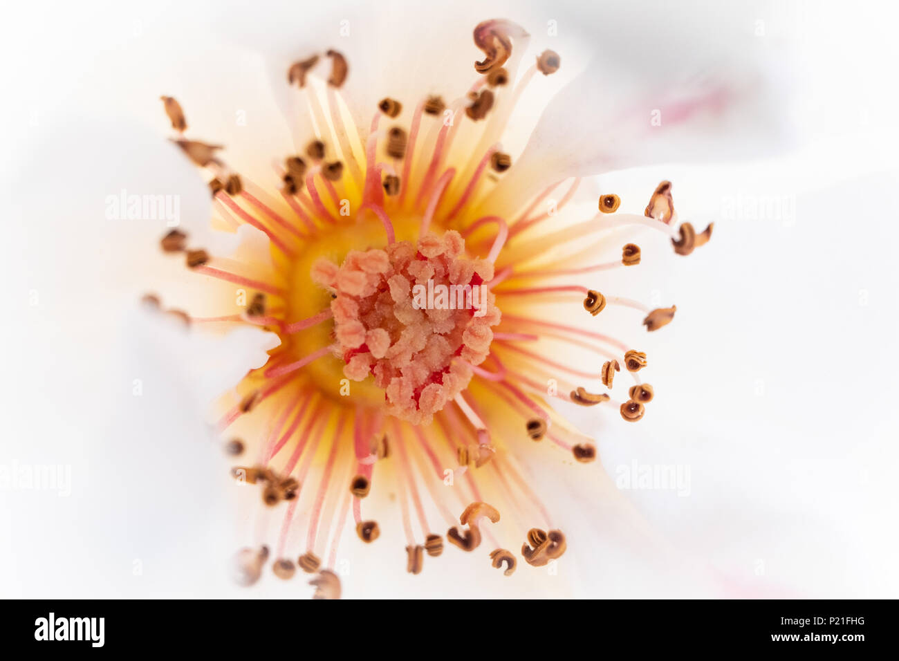 White Bush Rose 'Margaret Merril' ist eine schöne Blume mit starken Duft und genießt den frühen Sommer Sonnenschein. Stockfoto