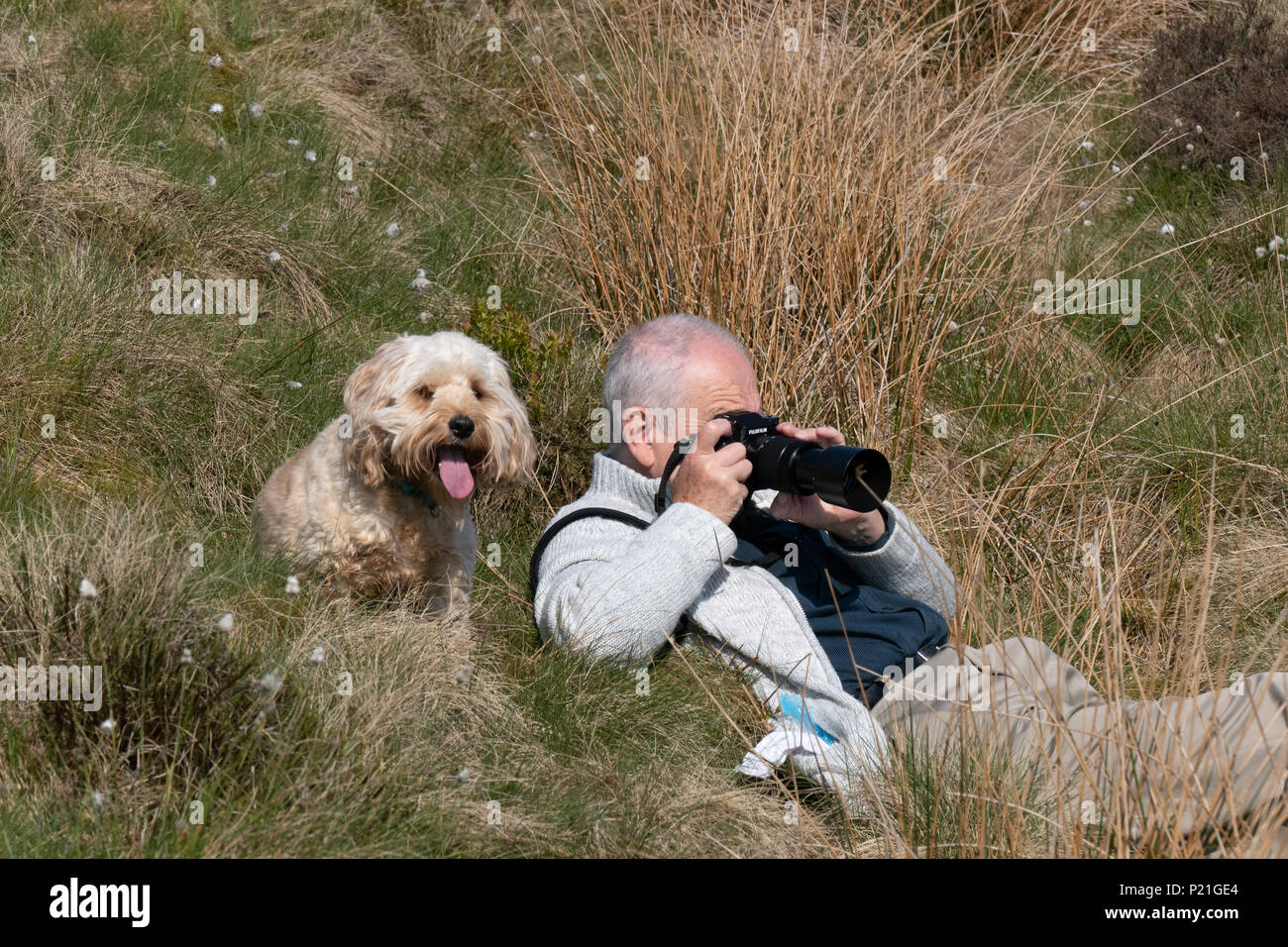 Der Fotograf mit seiner Kamera mit einem Hund (Cockapoo) Blick über seine Schulter und Handeln als seine Assistentin. Stockfoto