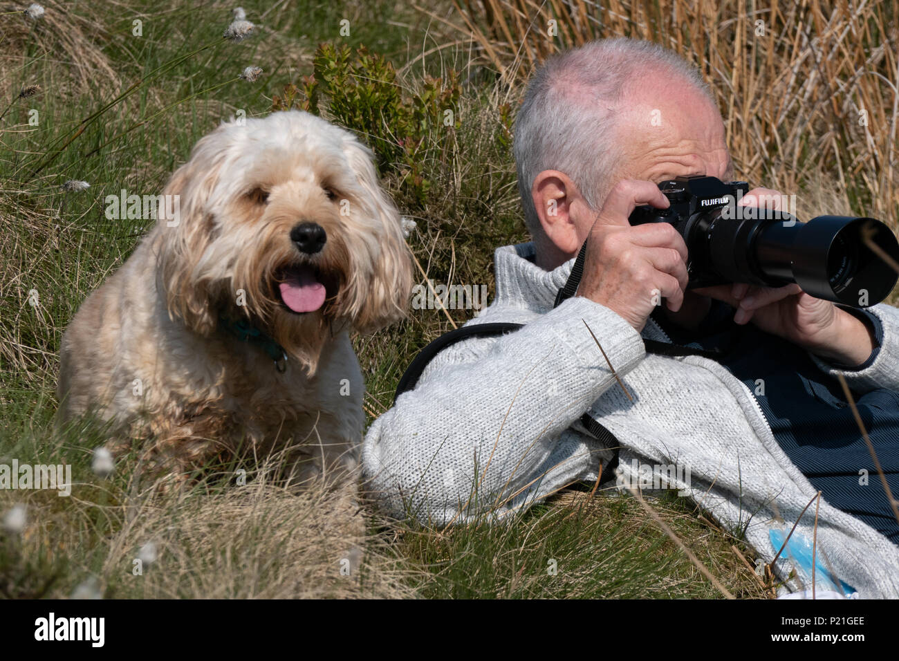 Der Fotograf mit seiner Kamera mit einem Hund (Cockapoo) Blick über seine Schulter und Handeln als seine Assistentin. Stockfoto