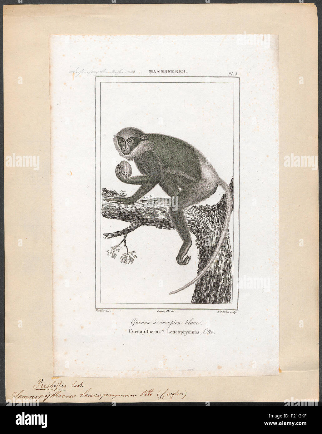 . Semnopithecus leucoprymnus. Zwischen 1700 und 1880 287 Semnopithecus leucoprymnus - 1700-1880 - Drucken - Iconographia Zoologica - Sondersammlungen Universität Amsterdam - UBA01 IZ 19900064 Stockfoto