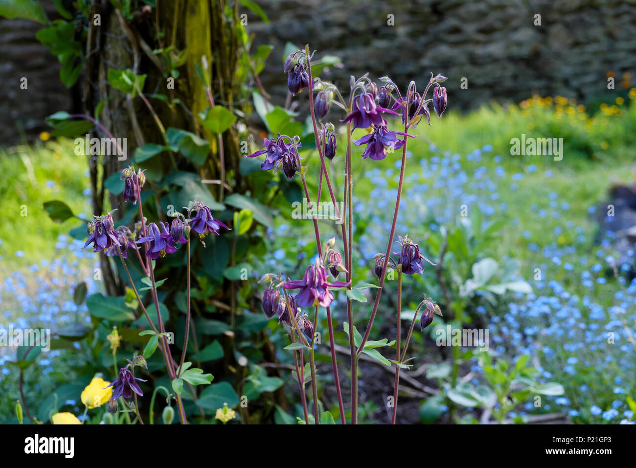 Purple Aquilegia vulgaris Flower und Vergissmeinnicht in einem schattigen Bereich in ländlichen Garten wachsenden im Juni Frühling Wales Großbritannien BRITISCHER KATHY DEWITT Stockfoto