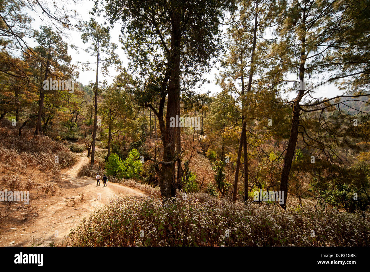 Tal, wo Jim Corbett schoß die Chowgarh fleischfressenden Tigerin, Kala Agar, Uttarakhand, Indien Stockfoto