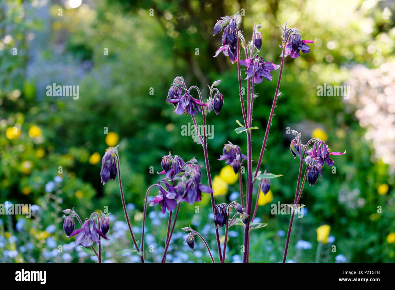 Purple Aquilegia vulgaris Pflanzen und Vergissmeinnicht in einem schattigen Bereich in einem Garten im Juni Frühling im ländlichen Wales Großbritannien BRITISCHER KATHY DEWITT Stockfoto