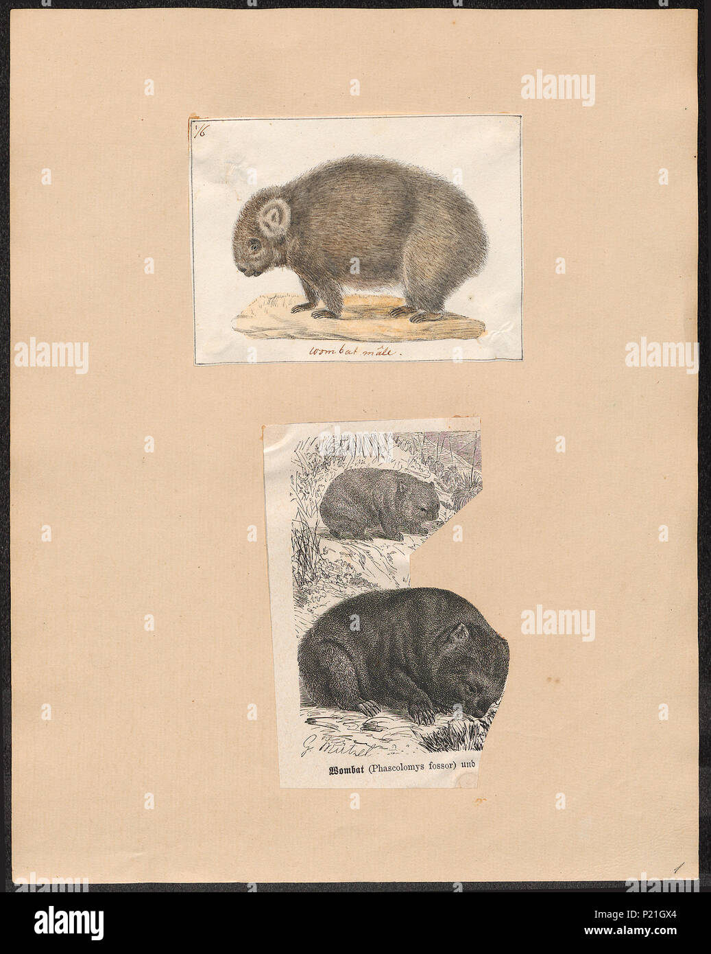 . Phascolomys fossor. Zwischen 1700 und 1880 221 Phascolomys fossor - 1700-1880 - Drucken - Iconographia Zoologica - Sondersammlungen Universität Amsterdam - UBA01 IZ 20300005 Stockfoto