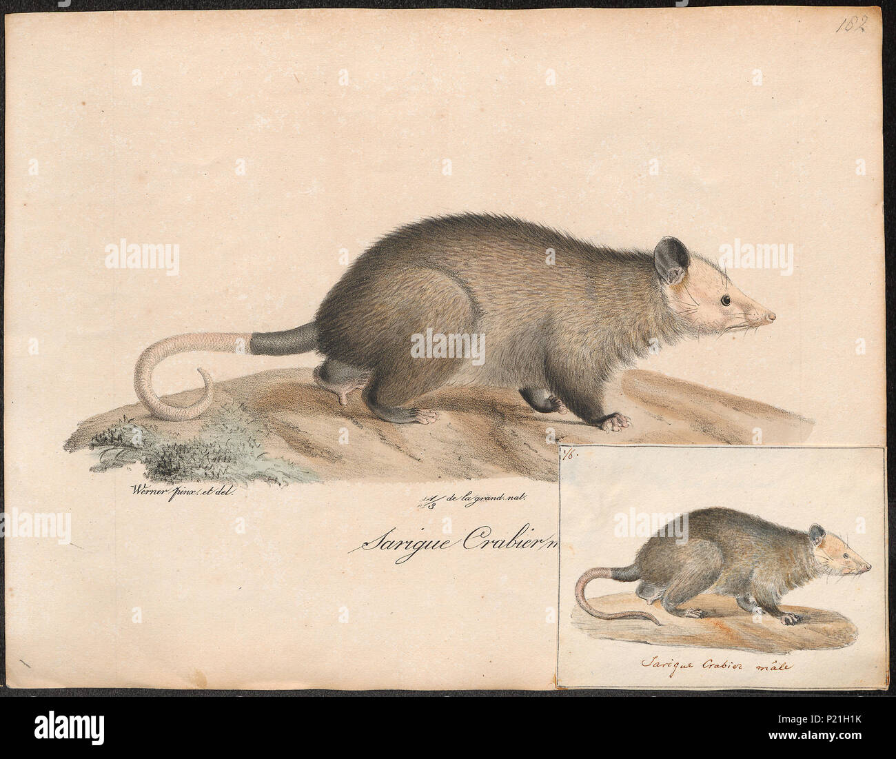 . Didelphis cancrivora. Zwischen 1700 und 1880 82 Didelphis cancrivora - 1700-1880 - Drucken - Iconographia Zoologica - Sondersammlungen Universität Amsterdam - UBA01 IZ 20300078 Stockfoto