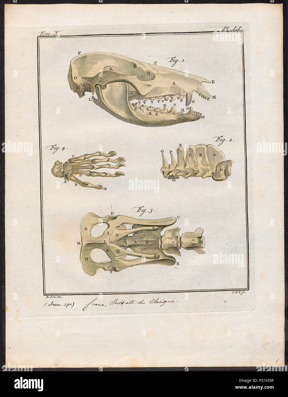 . Didelphis cancrivora - skeletdelen. Zwischen 1700 und 1880 82 Didelphis cancrivora - skeletdelen - 1700-1880 - Drucken - Iconographia Zoologica - Sondersammlungen Universität Amsterdam - UBA01 IZ 20300128 Stockfoto