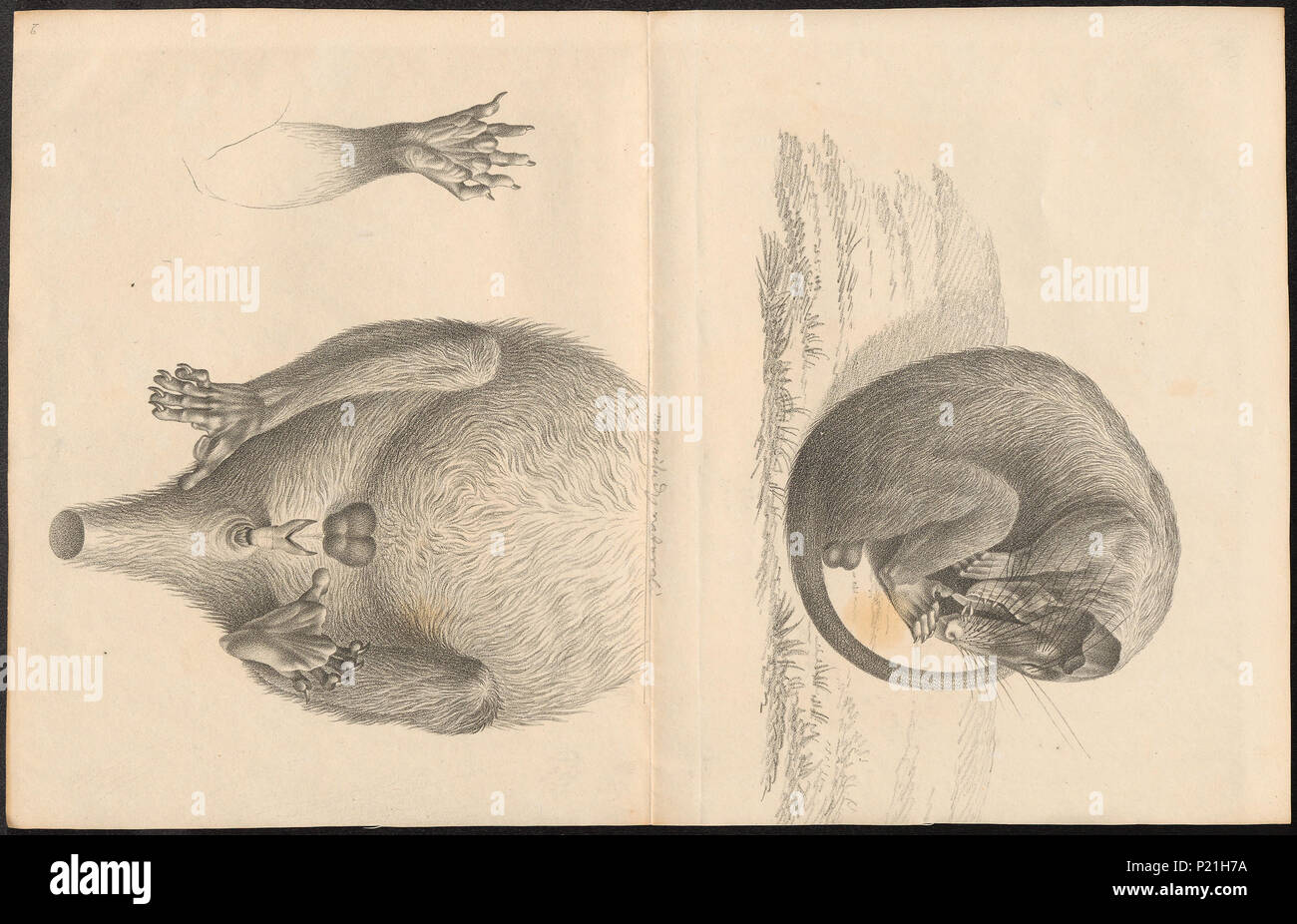 82 Didelphis virginiana - 1700-1880 - Drucken - Iconographia Zoologica - Sondersammlungen Universität Amsterdam - UBA01 IZ 20300250 Stockfoto