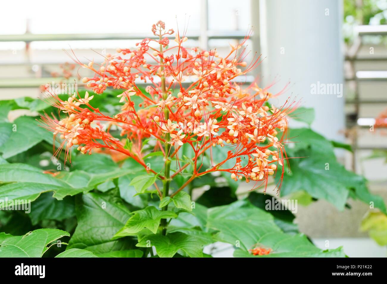 Schöne Blume, Strauß roter Clerodendrum Paniculatum Blumen oder Pagode Blumen mit grünen Blättern. Stockfoto