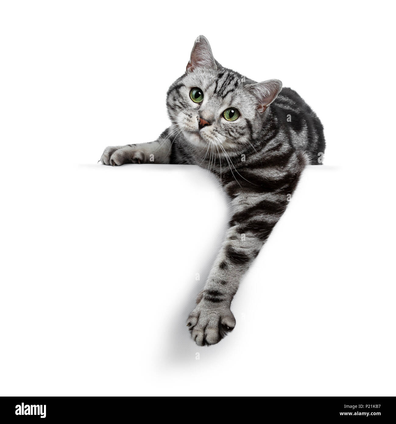 Schön schwarz silber tabby Britisch Kurzhaar Katze zur Festlegung/hängende über Rand auf weißem Hintergrund und gerade in der Linse Stockfoto