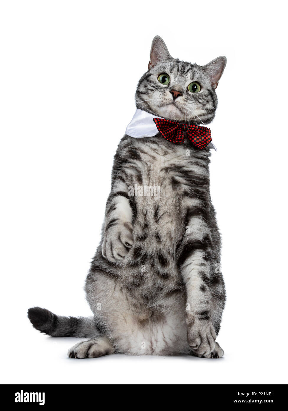 Schön schwarz silber tabby Britisch Kurzhaar Katze sitzt auf der Rückseite Pfoten wie Erdmännchen trägt eine Gala Party weiße kragen mit roter krawatte Schleife auf whi isoliert Stockfoto