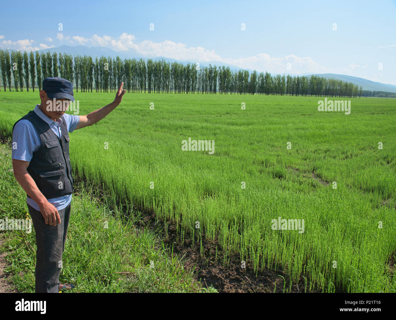 Bauer und seine Flachs Erntegut, Narat Grasland, Xinjiang, China Stockfoto