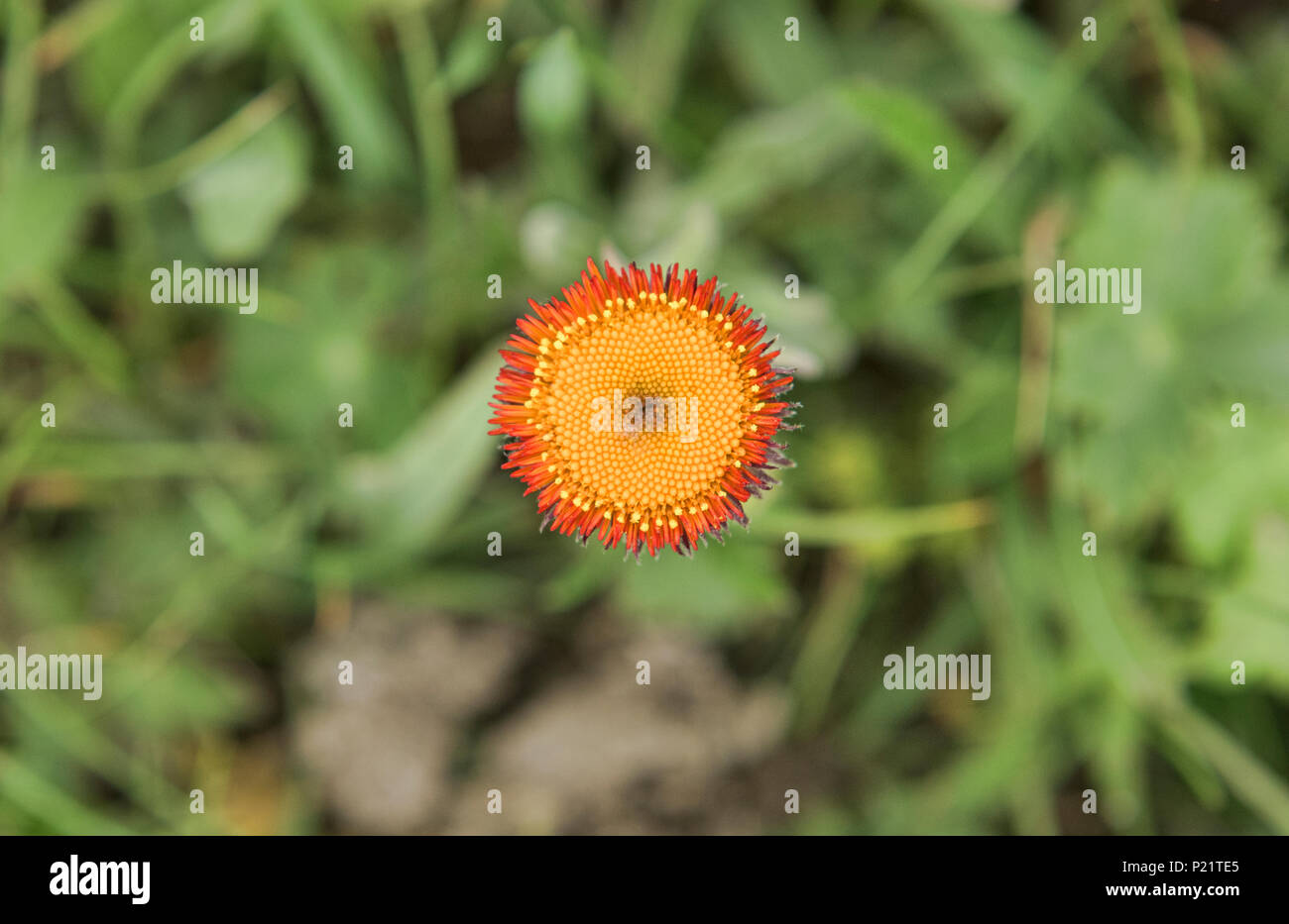 Wunderschöne Wildblumen, Narat Grasland, Xinjiang, China Stockfoto