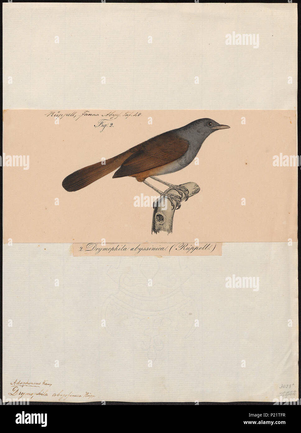 . Sylvia abyssinica. 1835 299 Sylvia abyssinica - 1835 - Drucken - Iconographia Zoologica - Sondersammlungen Universität Amsterdam - UBA01 IZ 16200173 Stockfoto