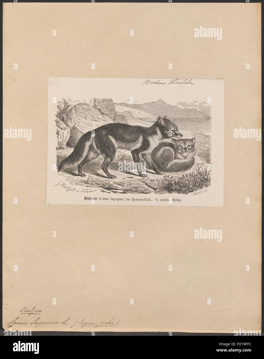 . Canis lagopus. Zwischen 1700 und 1880 49 Canis lagopus - 1700-1880 - Drucken - Iconographia Zoologica - Sondersammlungen Universität Amsterdam - UBA01 IZ 22200285 Stockfoto