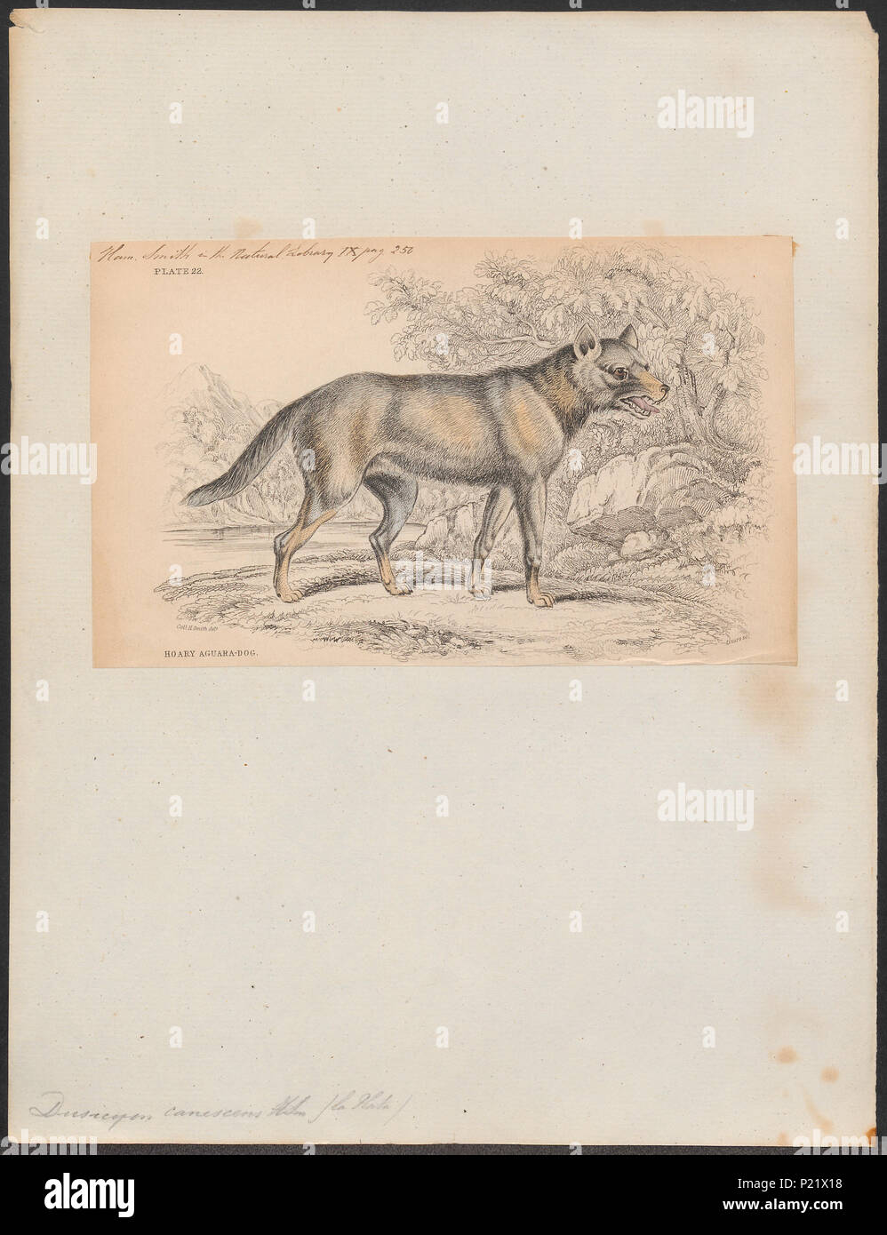 . Dusicyon canescens. Zwischen 1833 und 1866 113 Dusicyon canescens - 1833-1866 - Drucken - Iconographia Zoologica - Sondersammlungen Universität Amsterdam - UBA01 IZ 22200309 Stockfoto