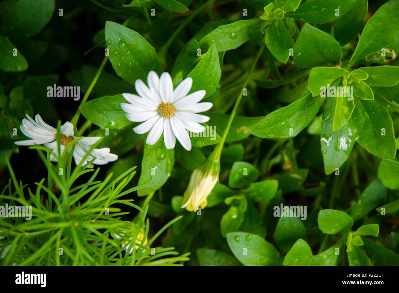 Blumen und Pflanzen sorgen für Abwechslung in den Garten. Stockfoto