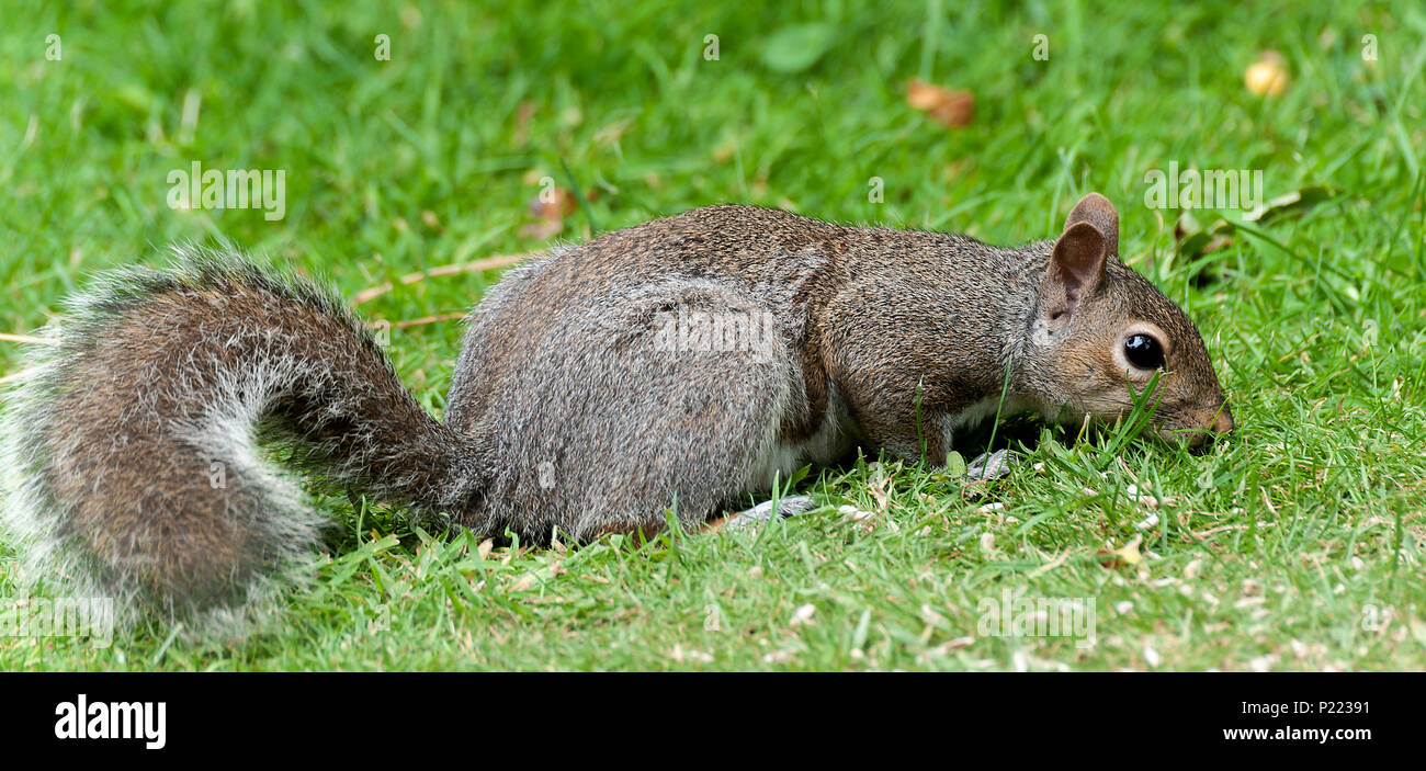 Ein graues Eichhörnchen auf der Suche nach Essen auf einer Wiese in einem Garten in Alsager Cheshire England Vereinigtes Königreich Großbritannien Stockfoto