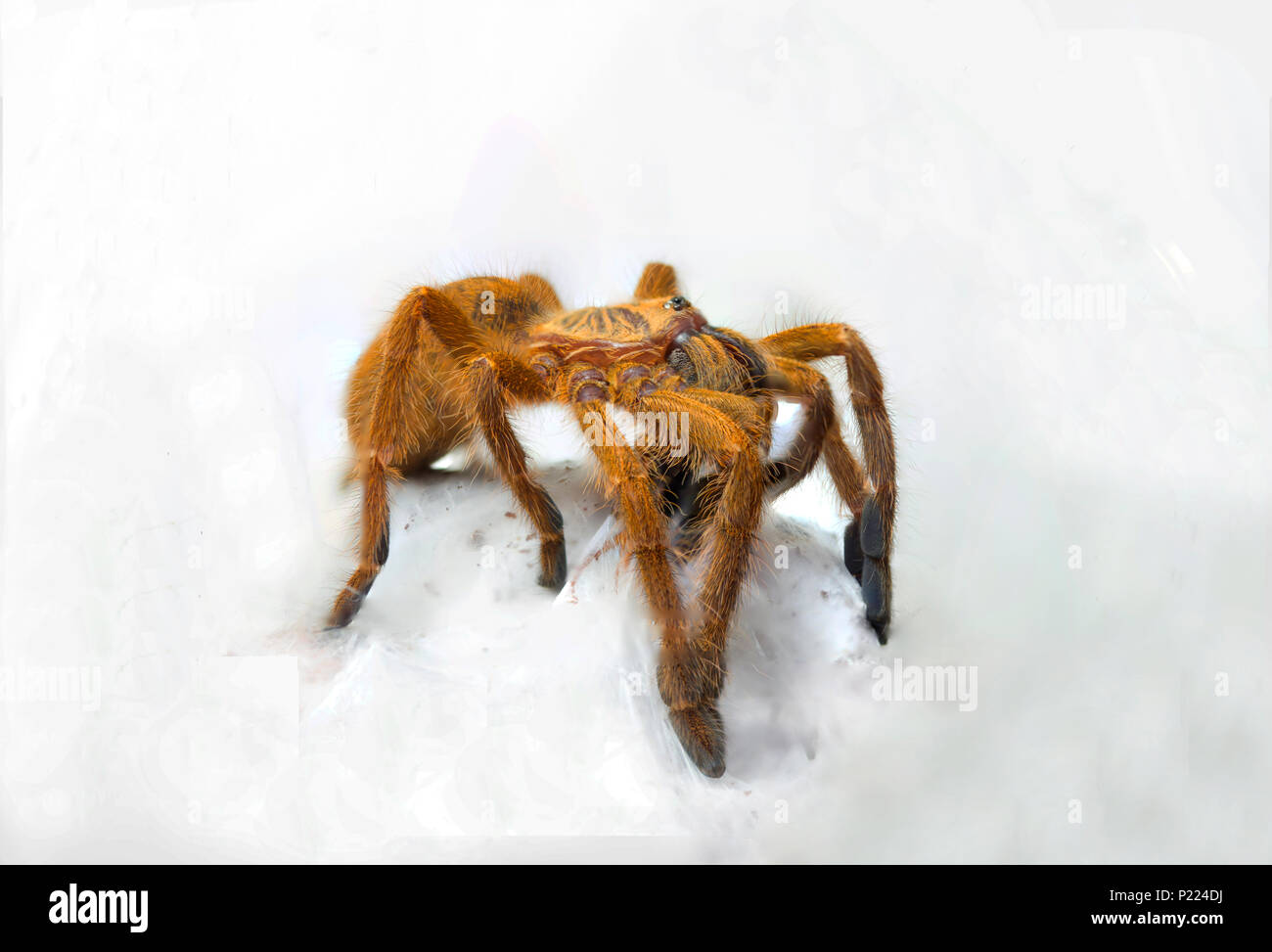 Orange Pavian Tarantula Stockfoto