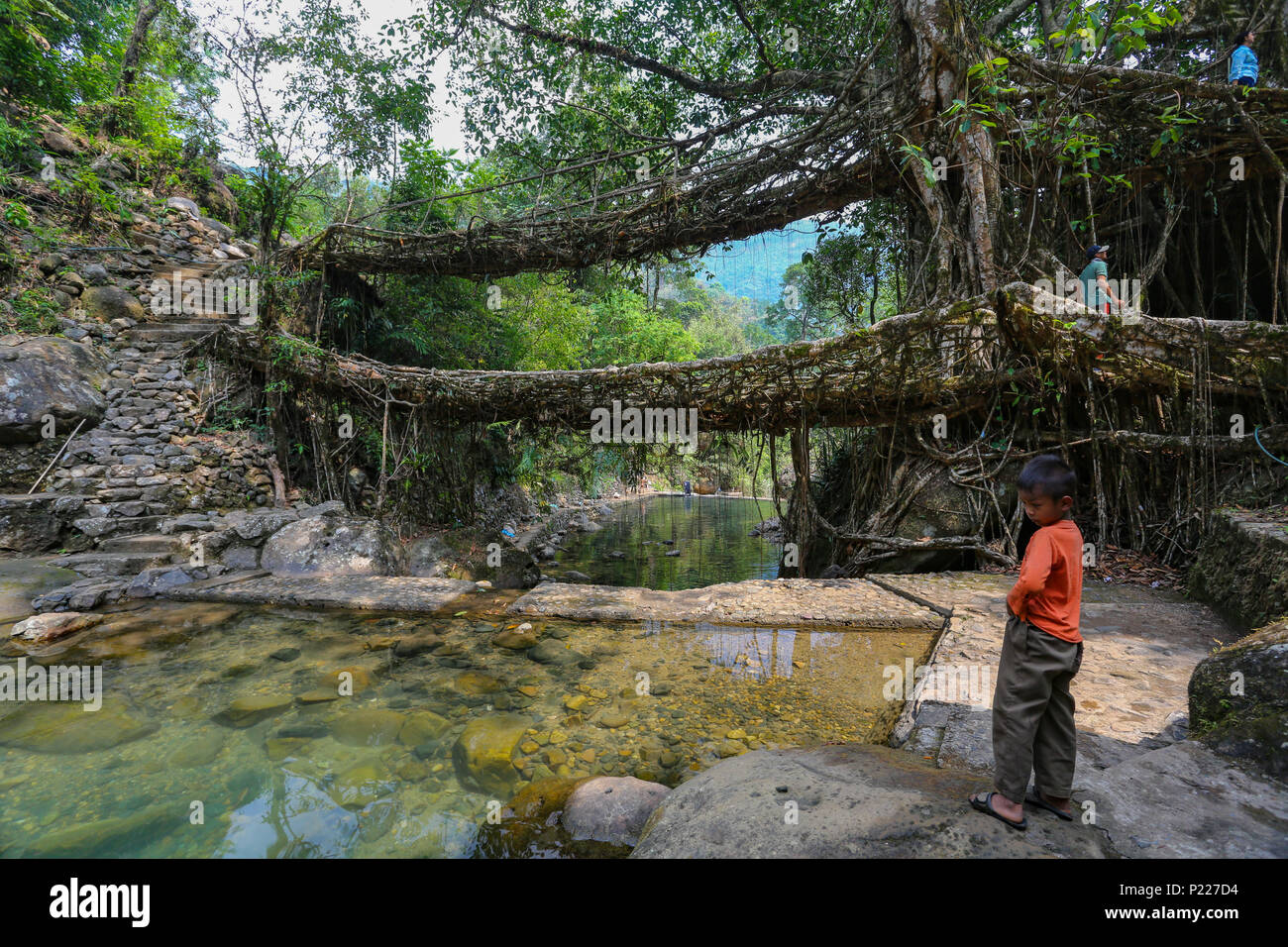 Double Decker Root Bridge - Cherrapunjee (meghalaya) Stockfoto