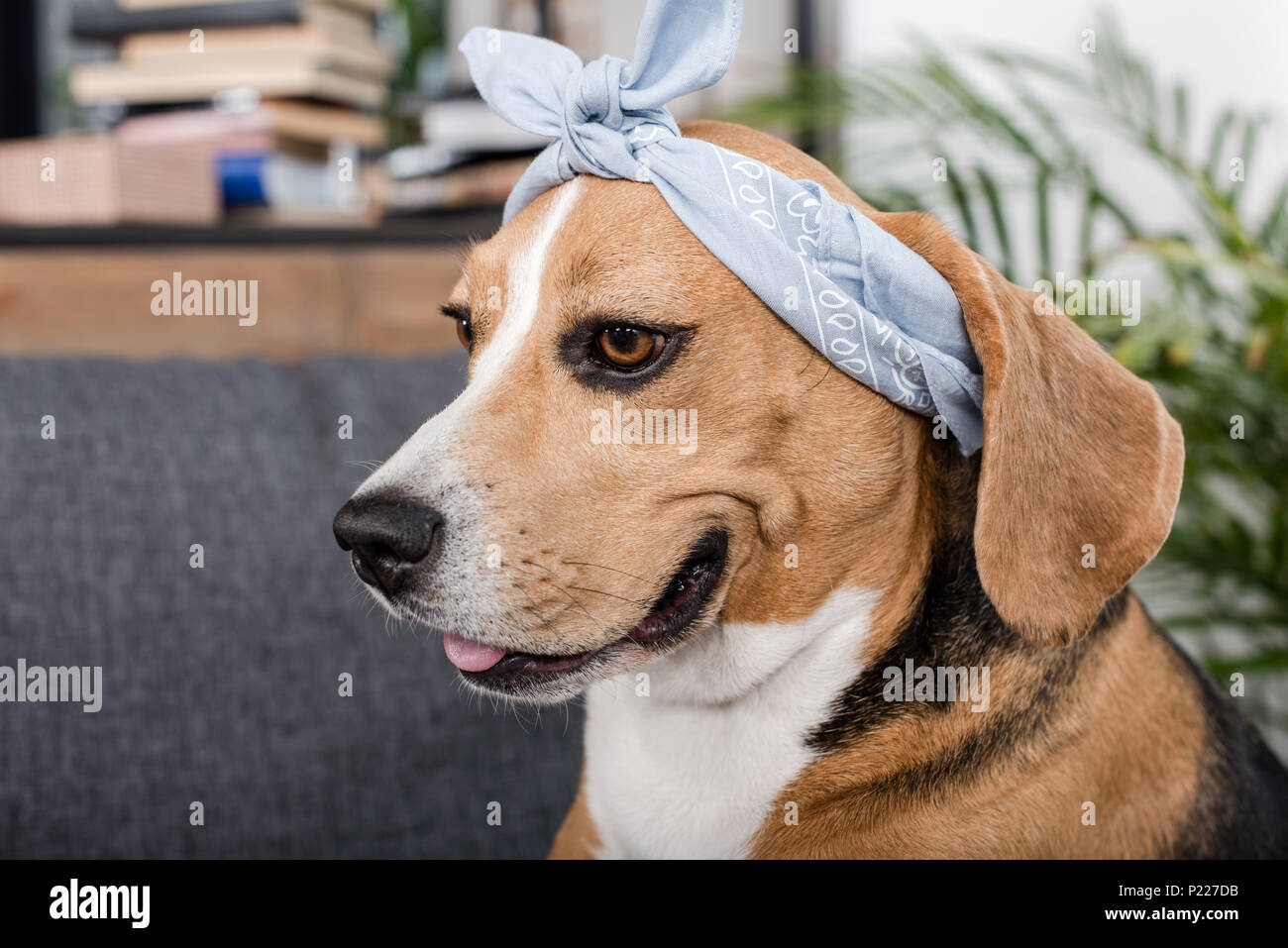 Beagle bandana deals