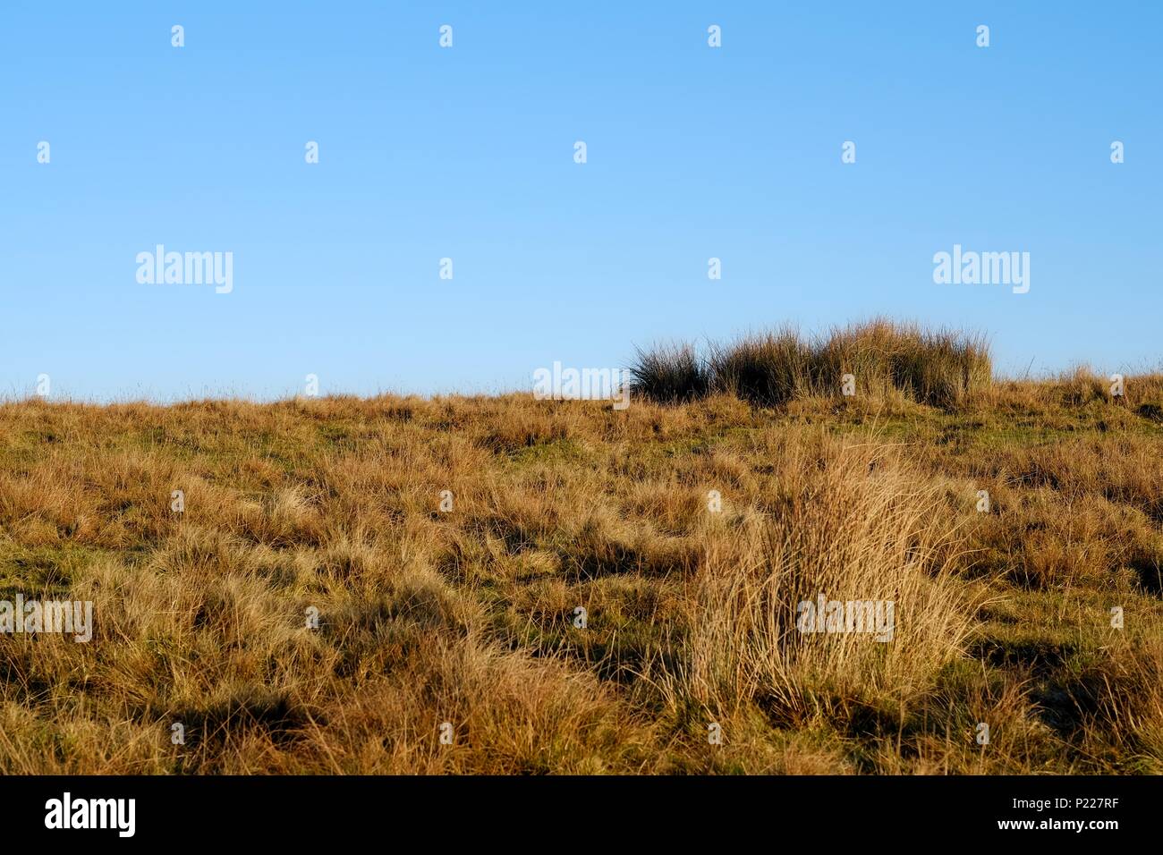 Braun Gras auf einer Heide mit einem klaren blauen Himmel Stockfoto