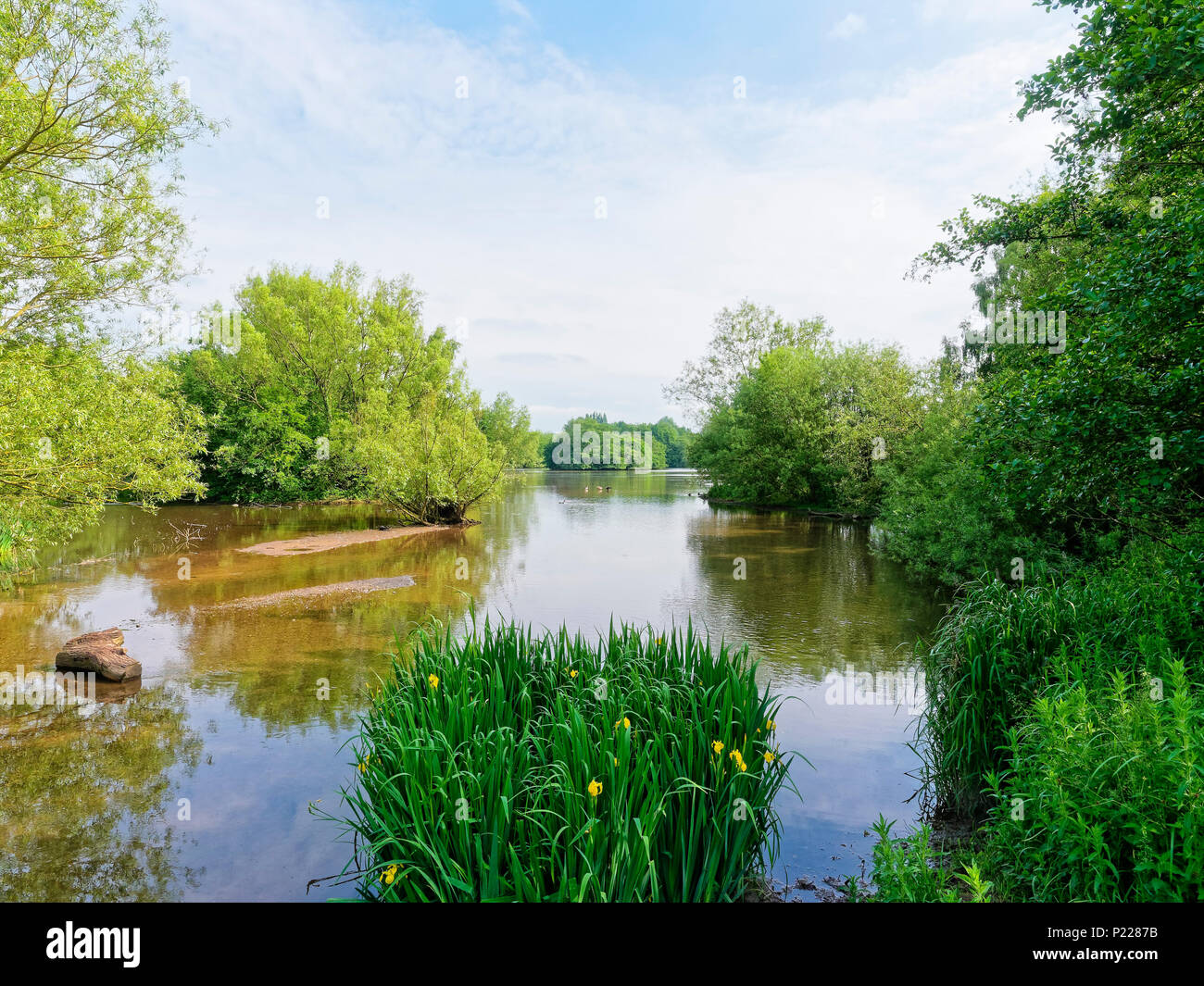 Eine kleine, flache, See ist von Bäumen und Sträuchern umgeben. Schilf und gelbe Flagge iris wachsen am Rand. Stockfoto