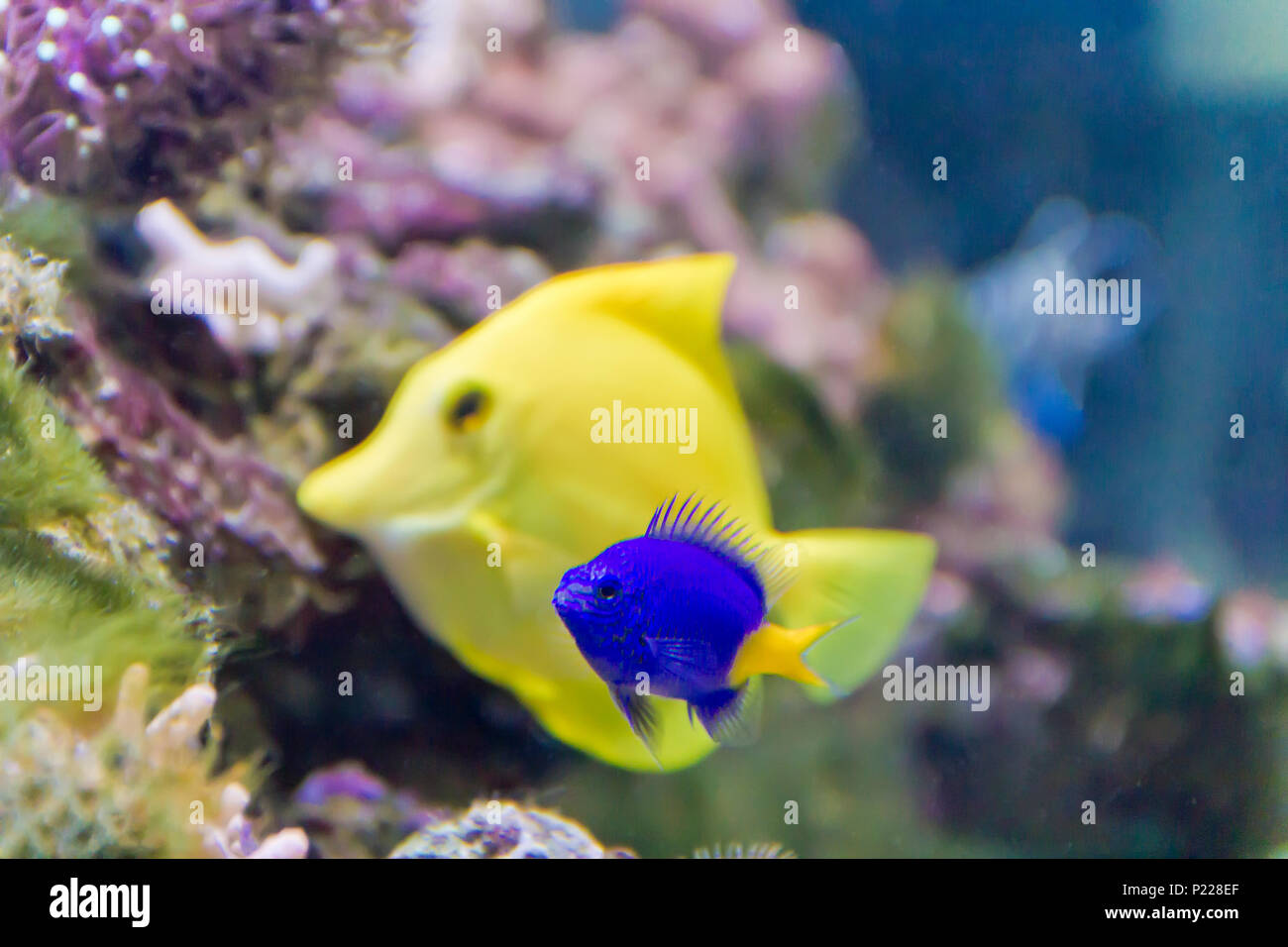 Chrysiptera parasema auf Gelb zebrasoma Hintergrund im Aquarium Stockfoto