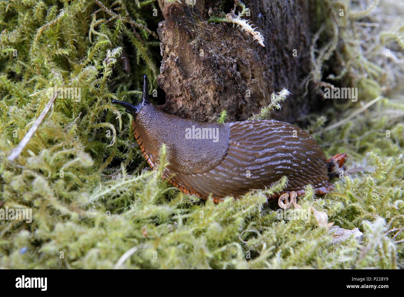 Spanisch slug, Arion vulgaris, höchst invasiven Pest Stockfoto