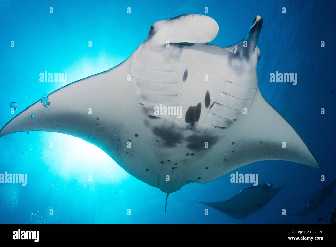 Manta Ray overhead Schwimmen mit Sun burst hinter Tier Stockfoto