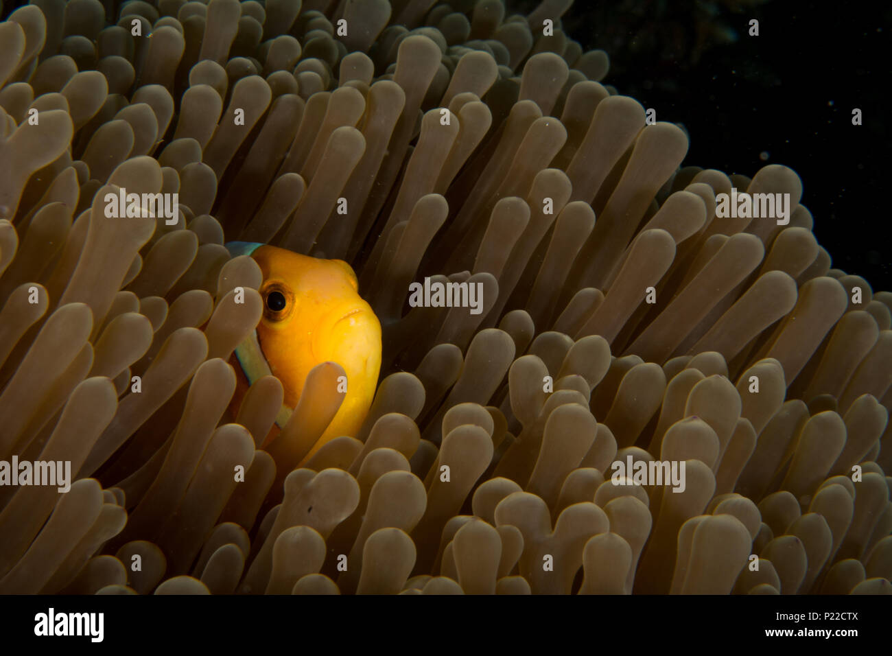 Ein clownfisch Anemonenfisch stößt seinen Kopf zwischen den Tentakeln an der Schutzabdeckung Anemone, dass es im Leben Stockfoto