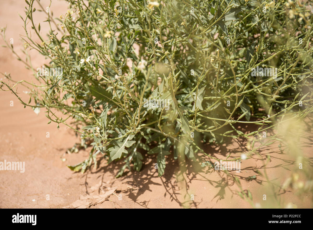Marokko, Erg Chigaga, Vegetation in der Sahara Stockfoto