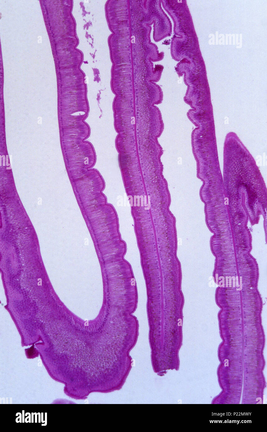 Epithelzellen des Darmes von Ascaris. 18. Stockfoto