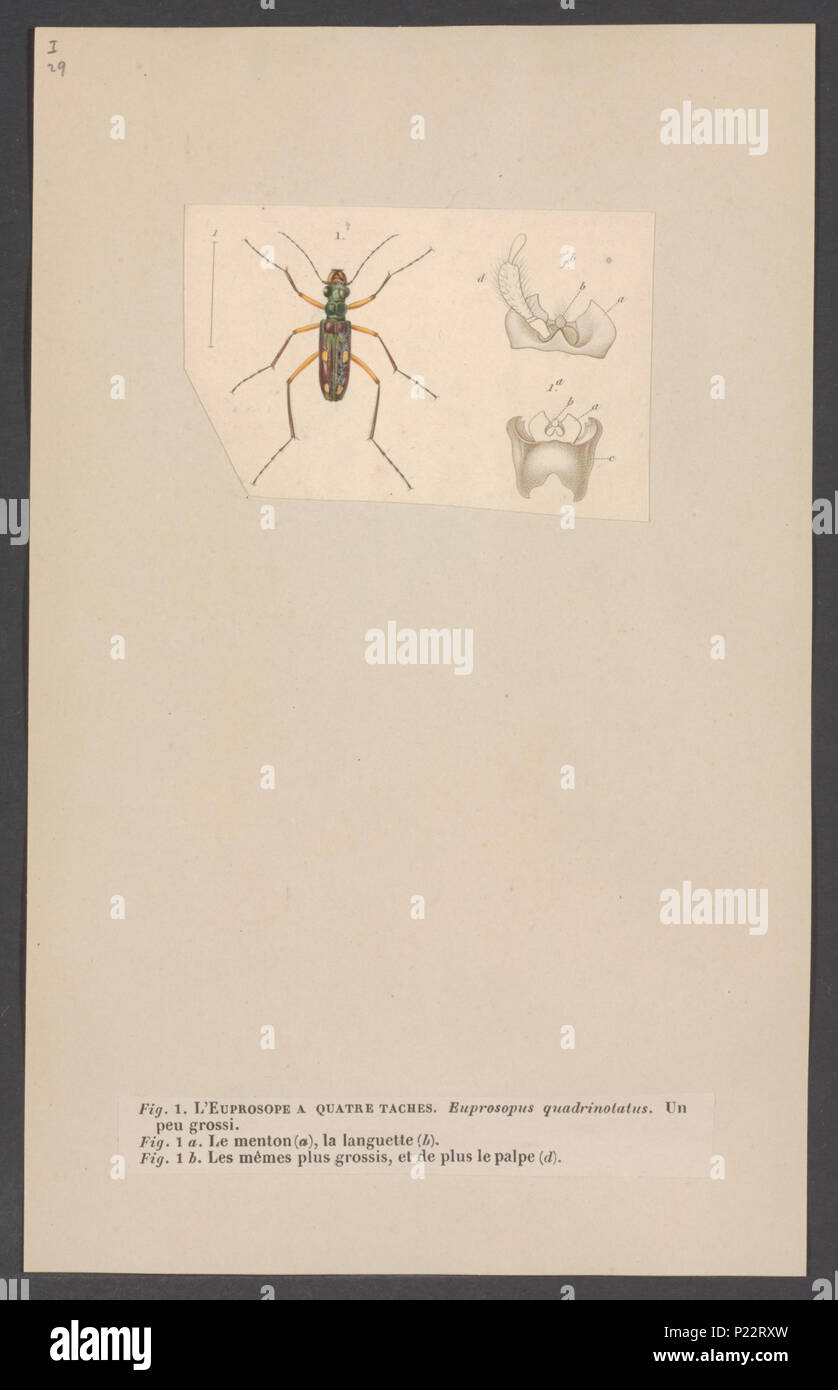 . 121 Euprosopus Euprosopus - Drucken - Iconographia Zoologica - Sondersammlungen Universität Amsterdam - UBAINV 0274 001 01 0009 Stockfoto