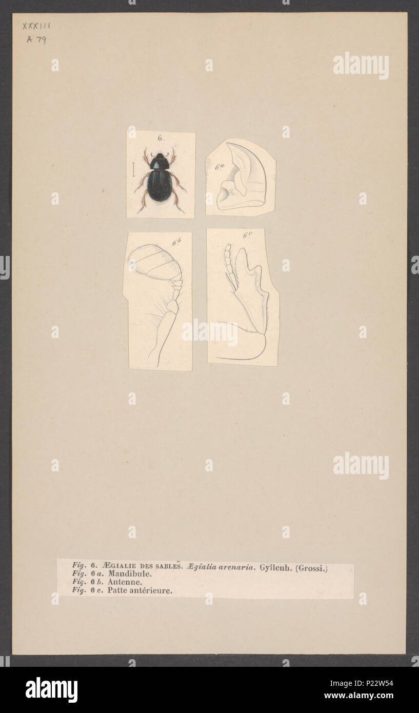 9 Aegialia - Drucken - Iconographia Zoologica - Sondersammlungen Universität Amsterdam - UBAINV 0274 001 05 0019 Stockfoto