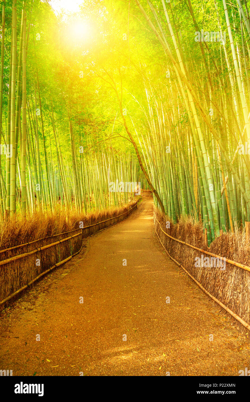 Bamboo Grove an Sagano in Arashiyama in sonnendurchfluteten. Der Wald ist von Kyoto zweite beliebteste Reiseziel und gehört zu den 100 phonetische Stationen in J Stockfoto