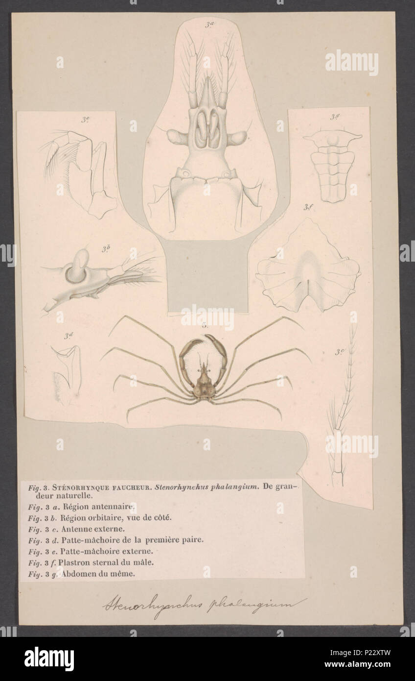 . Inachus phalangium Syn. 297 Stenorhynchus Stenorhynchus phalangium phalangium - Drucken - Iconographia Zoologica - Sondersammlungen Universität Amsterdam - UBAINV 0274 006 01 0069 Stockfoto