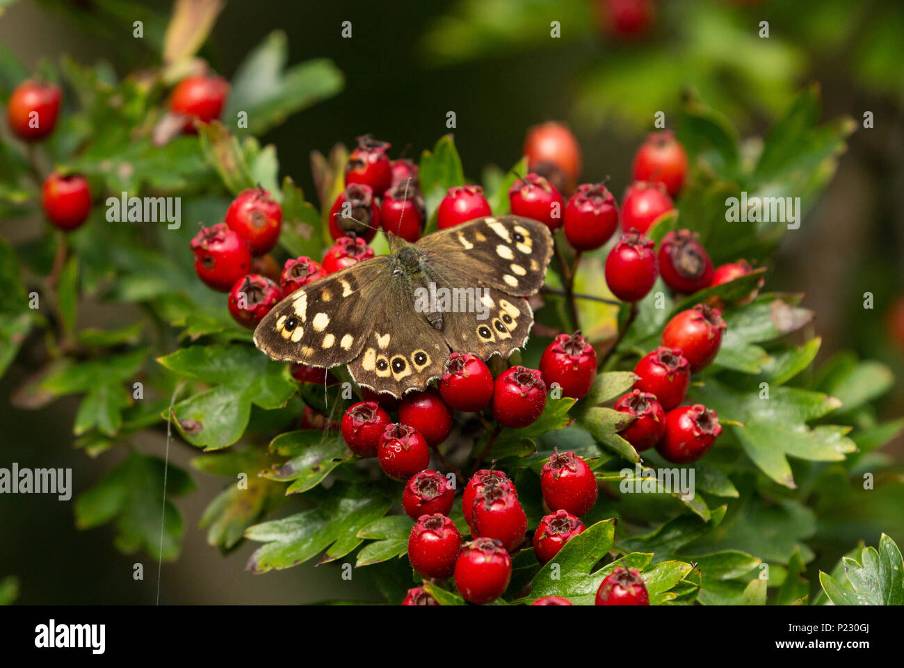 Hauhechelbläuling butterfly (UK) auf Weißdorn-Beeren. Stockfoto