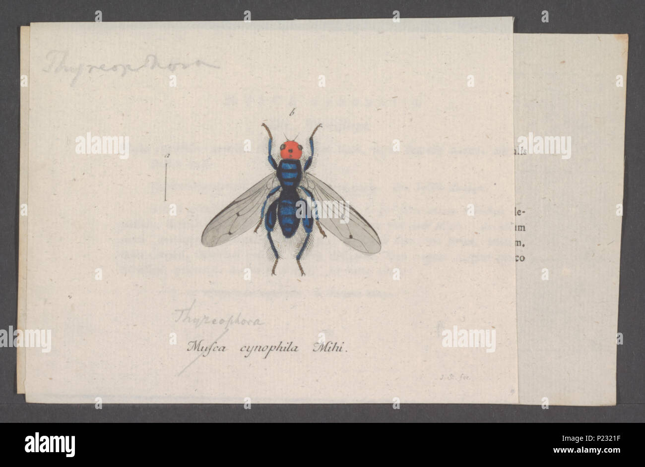 . 305 Thyreophora Thyreophora - Drucken - Iconographia Zoologica - Sondersammlungen Universität Amsterdam - UBAINV 0274 039 07 0022 Stockfoto