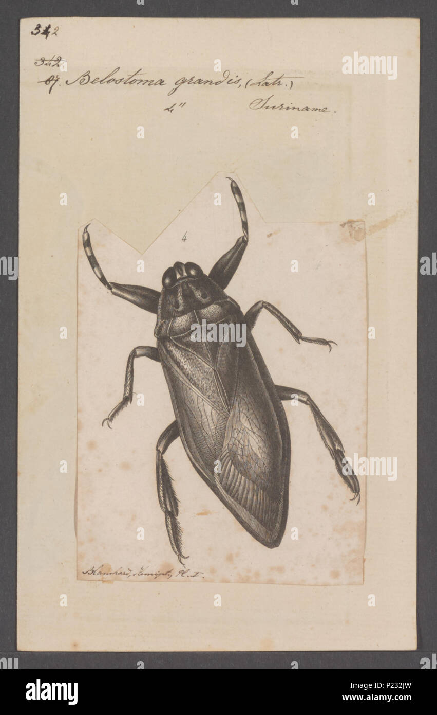 . 30 Belostoma Belostoma - Drucken - Iconographia Zoologica - Sondersammlungen Universität Amsterdam - UBAINV 0274 041 11 0003 Stockfoto