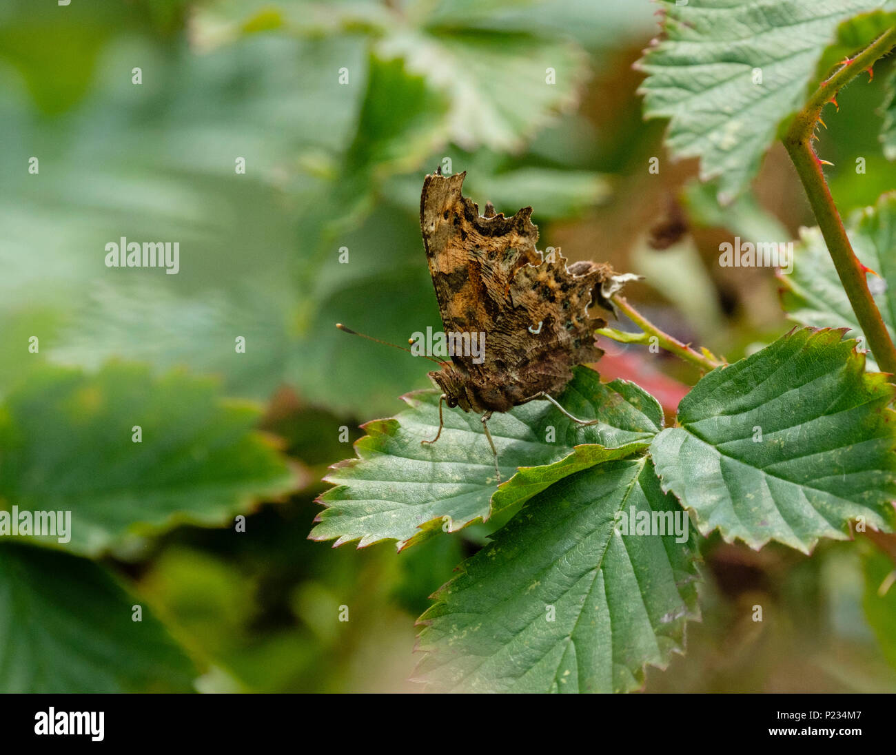 Ein Komma Schmetterling zeigt seine Unterseite mit dem charakteristischen weißen Markierung, aus denen die Arten, die seinen Namen erhält. Stockfoto