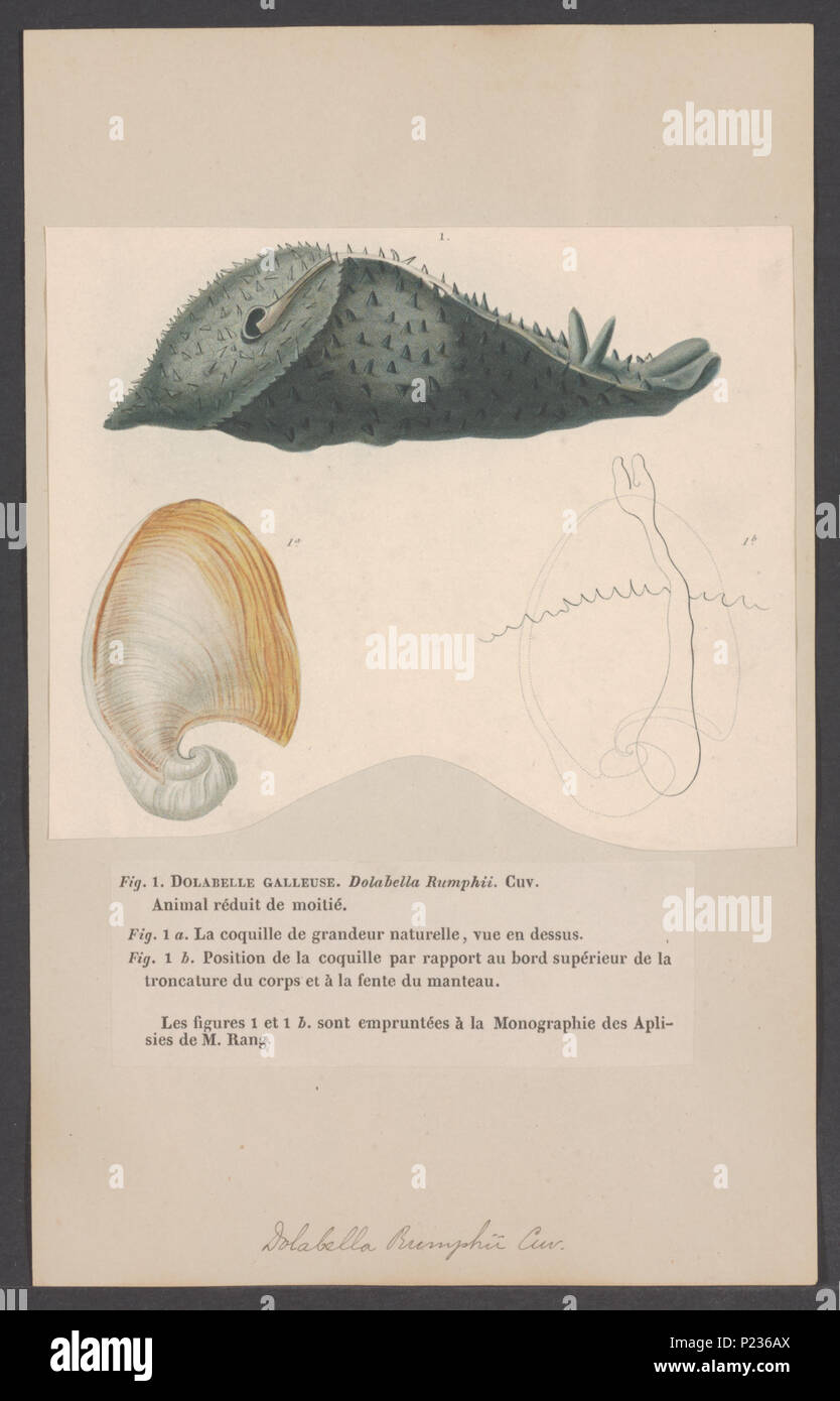 . Dolabella 83 Dolabella - Drucken - Iconographia Zoologica - Sondersammlungen Universität Amsterdam - UBAINV 0274 005 03 0055 Stockfoto