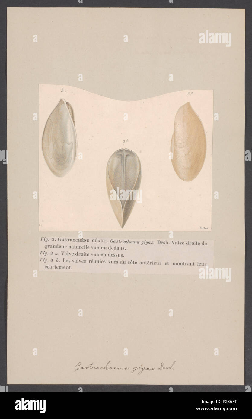 . 132 Gastrochaena Gastrochaena - Drucken - Iconographia Zoologica - Sondersammlungen Universität Amsterdam - UBAINV 0274 005 06 0047 Stockfoto