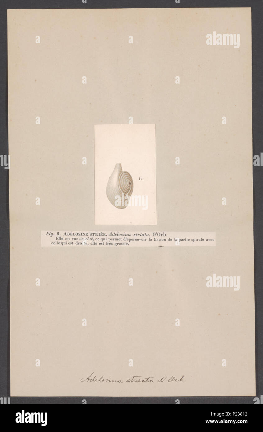 . Adelosina Adelosina 6 - Drucken - Iconographia Zoologica - Sondersammlungen Universität Amsterdam - UBAINV 0274 007 04 0020 Stockfoto